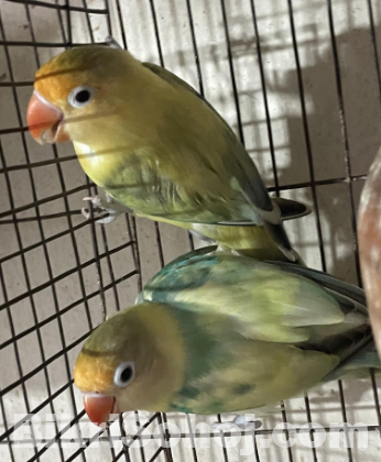 Lovebird & Cockatiel